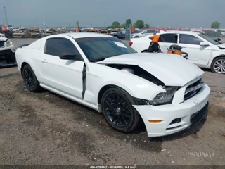 FORD FORD MUSTANG V6