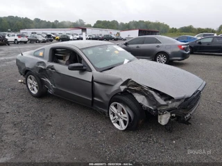 FORD FORD MUSTANG V6