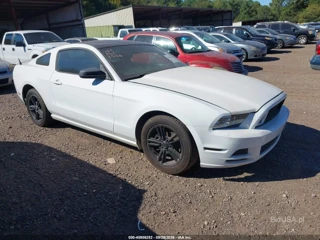 FORD FORD MUSTANG V6